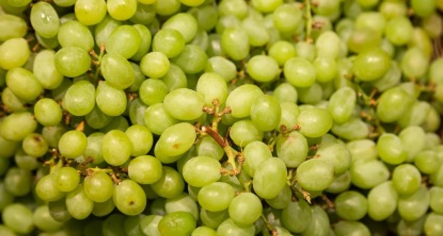 Muscat Grapes